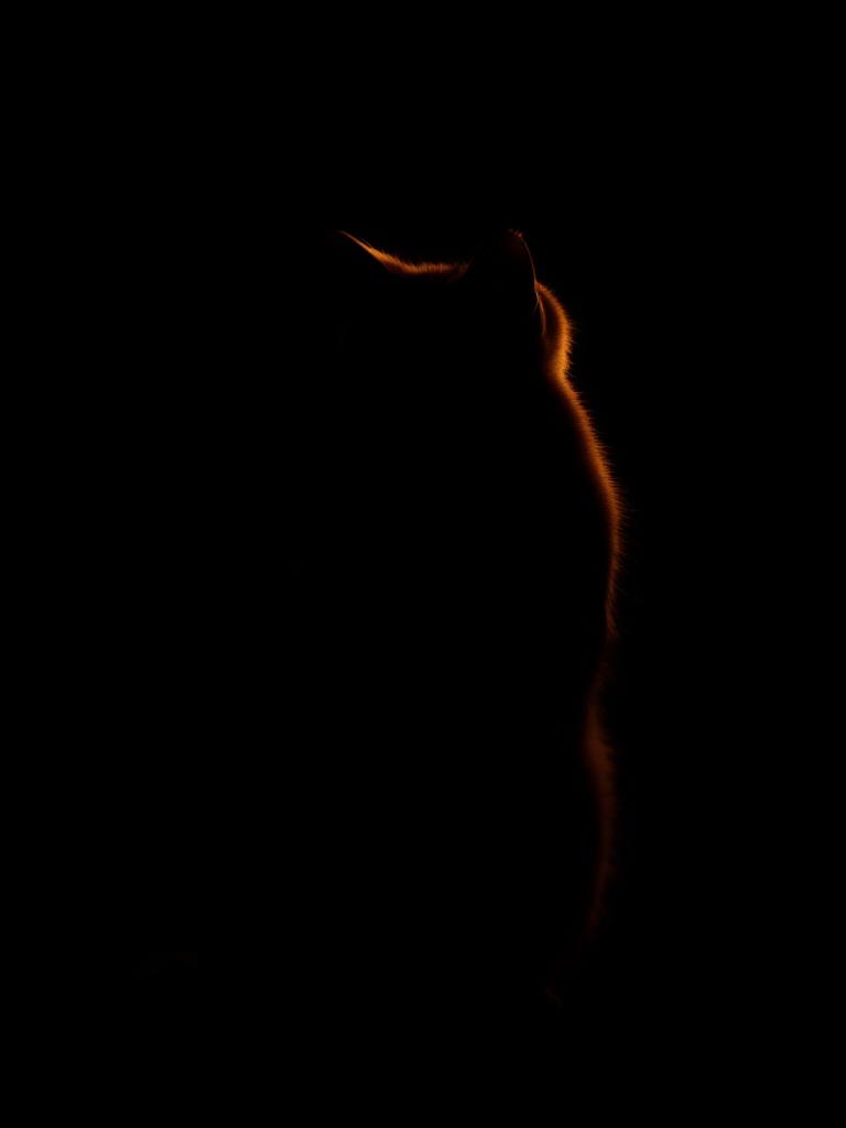 A curious cat silhouette backlit in amber, watching from the dark